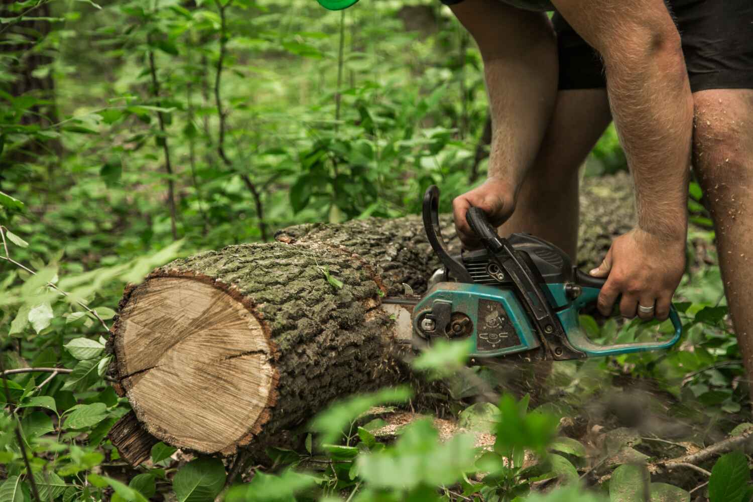 Best Tree Pruning Services  in Lanark, IL